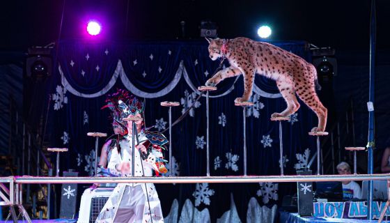 Цирк на льду «Grandicesafari»